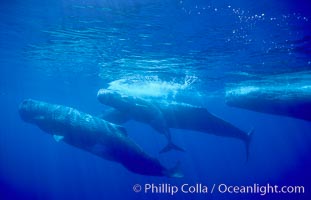 Sperm whale social group, Physeter macrocephalus, Sao Miguel Island