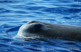 Sperm whale blowhole (left side of head). Sao Miguel Island, Azores, Portugal, Physeter macrocephalus, natural history stock photograph, photo id 02073