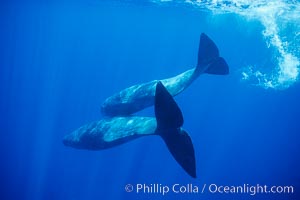 Sperm whales diving, Physeter macrocephalus, Sao Miguel Island