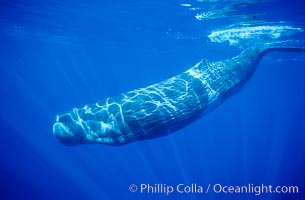Sperm whale underwater, Sao Miguel Island, Azores, Portugal. Physeter macrocephalus.