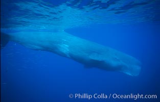 Sperm whale, Physeter macrocephalus, Sao Miguel Island