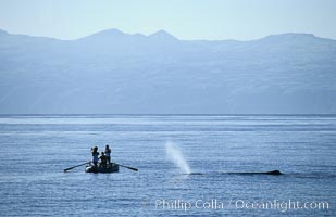 Sperm whale blows in front of Tokyo Broadcasting System film crew, Physeter macrocephalus, Sao Miguel Island