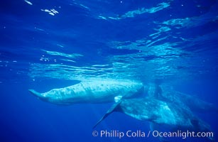 WHITE juvenile sperm whale in social group, Physeter macrocephalus, Sao Miguel Island