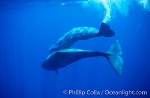 Sperm whales diving, Physeter macrocephalus, Sao Miguel Island