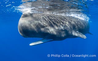 Sperm whale underwater, Physeter macrocephalus. Sperm whales are found year-round in the abyssal trench alongside the island of Dominica since this is where they forage for deep-sea squid, Physeter macrocephalus