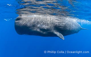 Sperm whale underwater, Physeter macrocephalus. Sperm whales are found year-round in the abyssal trench alongside the island of Dominica since this is where they forage for deep-sea squid, Physeter macrocephalus