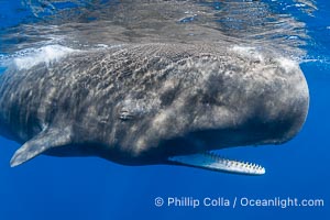 Sperm whale underwater, Physeter macrocephalus. Sperm whales are found year-round in the abyssal trench alongside the island of Dominica since this is where they forage for deep-sea squid, Physeter macrocephalus