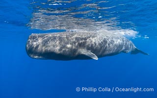 Sperm whale underwater, Physeter macrocephalus. Sperm whales are found year-round in the abyssal trench alongside the island of Dominica since this is where they forage for deep-sea squid, Physeter macrocephalus