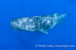 Sperm whale underwater, Physeter macrocephalus. Sperm whales are found year-round in the abyssal trench alongside the island of Dominica since this is where they forage for deep-sea squid, Physeter macrocephalus