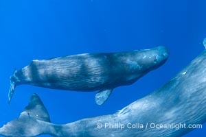 Sperm whale underwater, Physeter macrocephalus, Physeter macrocephalus