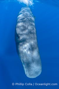 Sperm whale underwater, Physeter macrocephalus. Sperm whales are found year-round in the abyssal trench alongside the island of Dominica since this is where they forage for deep-sea squid, Physeter macrocephalus