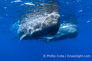 Sperm whales underwater, Physeter macrocephalus, Physeter macrocephalus