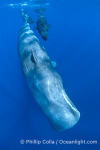 Sperm whales underwater, Physeter macrocephalus, Physeter macrocephalus