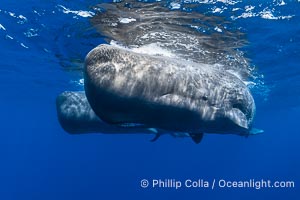 Sperm whales underwater, Physeter macrocephalus, Physeter macrocephalus
