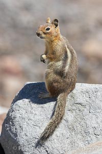 Unidentified squirrel, Panorama Point, Paradise Park. Mount Rainier National Park, Washington, USA, Spermophilus saturatus, natural history stock photograph, photo id 13918
