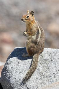 Unidentified squirrel, Panorama Point, Paradise Park, Spermophilus saturatus, Mount Rainier National Park, Washington