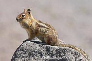 Unidentified squirrel, Panorama Point, Paradise Park, Spermophilus saturatus, Mount Rainier National Park, Washington