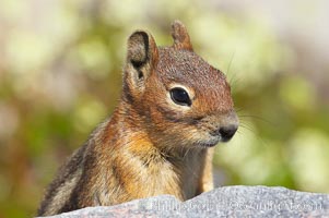 Unidentified squirrel, Panorama Point, Paradise Park, Spermophilus saturatus, Mount Rainier National Park, Washington