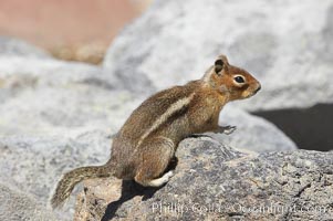 Unidentified squirrel, Panorama Point, Paradise Park, Spermophilus saturatus, Mount Rainier National Park, Washington