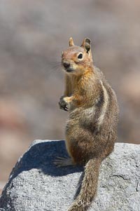 Unidentified squirrel, Panorama Point, Paradise Park, Spermophilus saturatus, Mount Rainier National Park, Washington