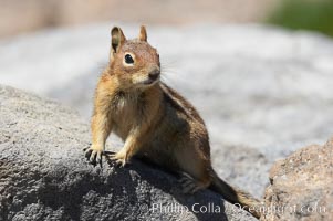 Unidentified squirrel, Panorama Point, Paradise Park, Spermophilus saturatus, Mount Rainier National Park, Washington