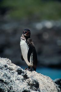 Galapagos penguin, Punta Espinosa. Fernandina Island, Galapagos Islands, Ecuador, Spheniscus mendiculus, natural history stock photograph, photo id 01766