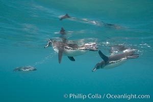 Galapagos penguin, underwater, swimming.  Bartolome Island, Spheniscus mendiculus