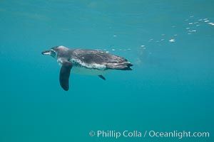 Galapagos penguin, underwater, swimming.  Bartolome Island, Spheniscus mendiculus