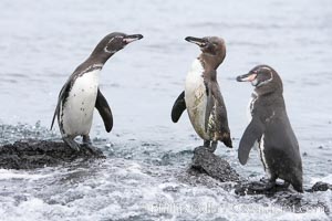 Galapagos penguins, Spheniscus mendiculus, Bartolome Island