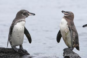 Galapagos penguins, Spheniscus mendiculus, Bartolome Island