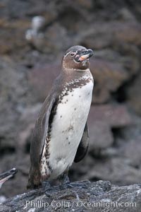 Galapagos penguin, perched on volcanic rocks.  Galapagos penguins are the northernmost species of penguin. Punta Albemarle.