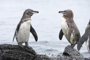 Galapagos penguins. Bartolome Island, Galapagos Islands, Ecuador, Spheniscus mendiculus, natural history stock photograph, photo id 16526