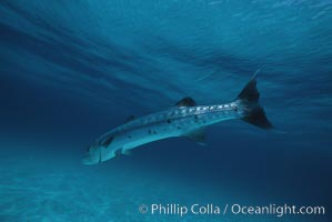 Great barracuda, Sphyraena barracuda