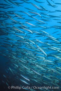 Barracuda, Sphyraena idiastes, Cousins