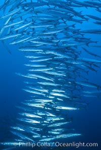 Barracuda, Sphyraena idiastes, Roca Redonda