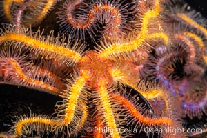 Spiny brittle stars (starfish) detail, Ophiothrix spiculata