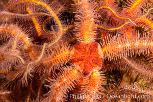 Spiny brittle stars (starfish) detail., Ophiothrix spiculata, natural history stock photograph, photo id 35077