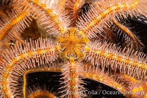 Spiny brittle stars (starfish) detail, Ophiothrix spiculata