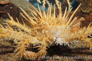 Spiny king crab, Paralithodes californiensis