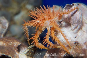 Juvenile spiny king crab, Paralithodes californiensis