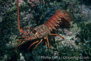 Spiny lobster, Panulirus interruptus, Catalina Island