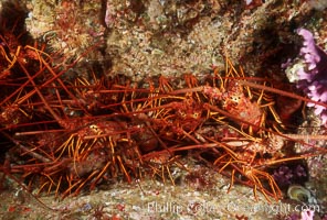 Spiny lobster, San Benito Islands. San Benito Islands (Islas San Benito), Baja California, Mexico, Panulirus interruptus, natural history stock photograph, photo id 01257