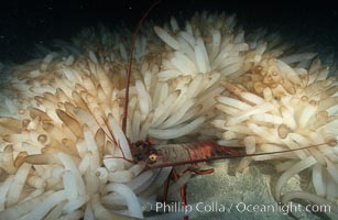 California spiny lobster eating squid eggs, Loligo opalescens, Panulirus interruptus, La Jolla