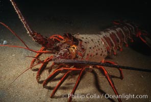 Spiny lobster, Panulirus interruptus, San Clemente Island