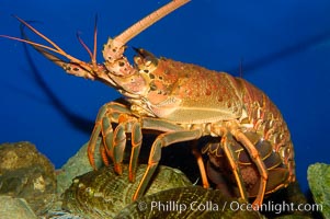 Spiny lobster, Panulirus interruptus