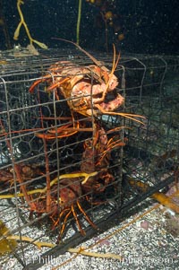 California spiny lobsters are caught in a fishermans wire trap cage on the oceans bottom.  Santa Barbara Islands, Panulirus interruptus