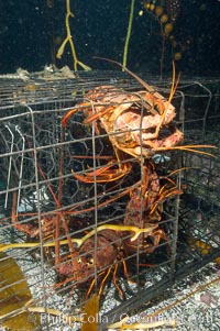 California spiny lobsters are caught in a fishermans wire trap cage on the oceans bottom.  Santa Barbara Islands, Panulirus interruptus