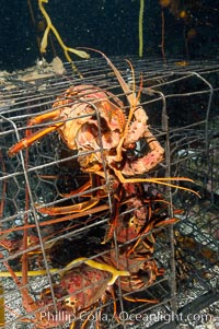 California spiny lobsters are caught in a fishermans wire trap cage on the oceans bottom.  Santa Barbara Islands, Panulirus interruptus