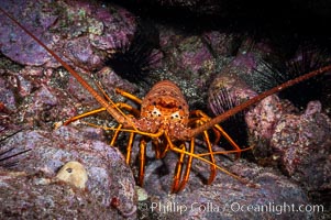 Spiny lobster in rocky crevice. Guadalupe Island (Isla Guadalupe), Baja California, Mexico, Panulirus interruptus, natural history stock photograph, photo id 09561