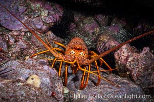 Spiny lobster in rocky crevice, Panulirus interruptus, Guadalupe Island (Isla Guadalupe)